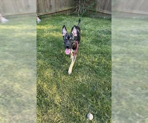 Sheba - Female German Shepherd Dog-Unknown Mix Dog for Adoption - Photo #7