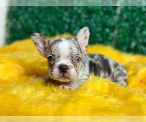 French Bulldog Puppy for sale in LOS ANGELES, CA, USA