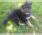 Small Photo #1 German Shepherd Dog Puppy For Sale in OAK GROVE, OR, USA