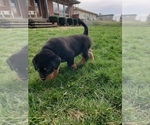 Small Photo #3 Rottweiler Puppy For Sale in STEUBENVILLE, OH, USA