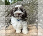 Small #2 Havanese
