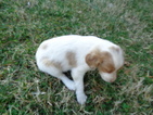 Small Photo #4 Brittany Puppy For Sale in CATALPA, VA, USA