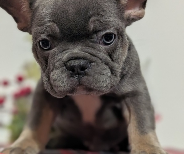 Medium Photo #3 French Bulldog Puppy For Sale in GOSHEN, IN, USA
