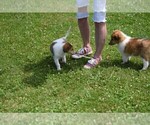 Small Photo #8 Collie Puppy For Sale in PARIS, MI, USA