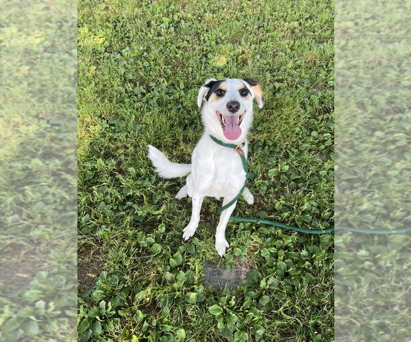 Medium Photo #2 Australian Shepherd-Unknown Mix Puppy For Sale in Brewster, NY, USA