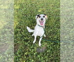Small #1 Australian Shepherd Mix