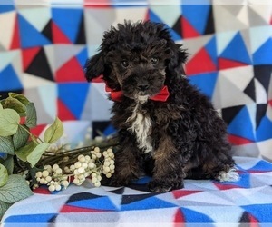 Poodle (Toy) Puppy for sale in OXFORD, PA, USA