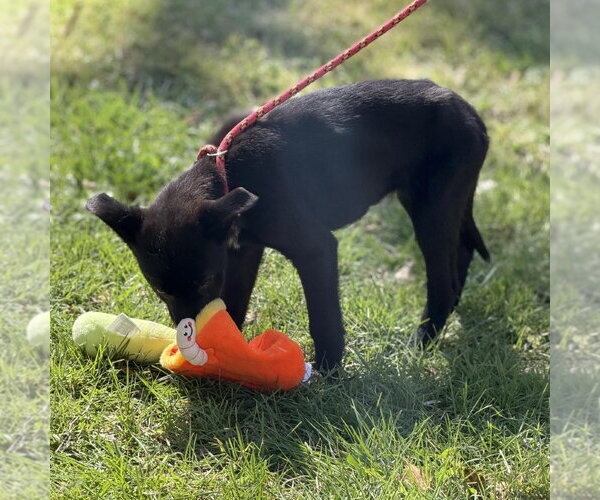 Medium Photo #3 Mutt Puppy For Sale in Yardley, PA, USA