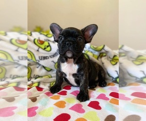 French Bulldog Puppy for sale in SAN DIEGO, CA, USA