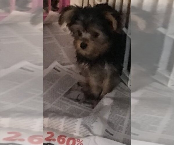 Medium Photo #1 Yorkshire Terrier Puppy For Sale in BUNNELL, FL, USA