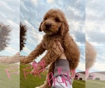 Small Photo #74 Goldendoodle Puppy For Sale in WEST PLAINS, MO, USA