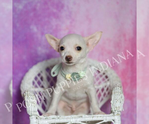 Medium Photo #6 Chihuahua Puppy For Sale in WARSAW, IN, USA