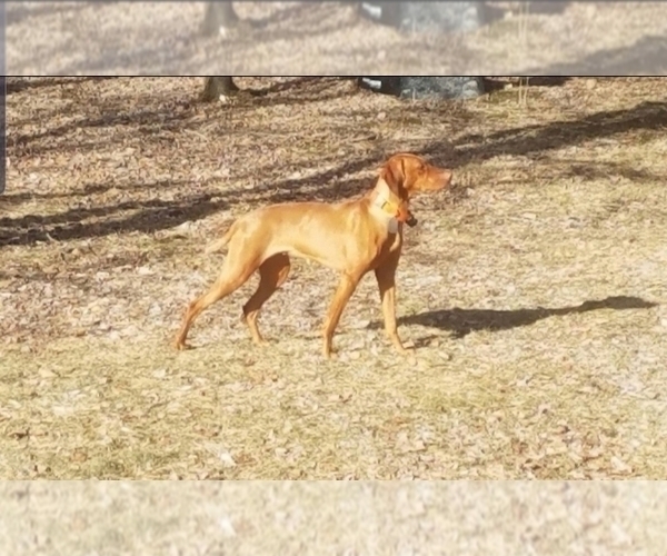 Full screen Photo #8 Vizsla Puppy For Sale in NEW YORK MILLS, MN, USA