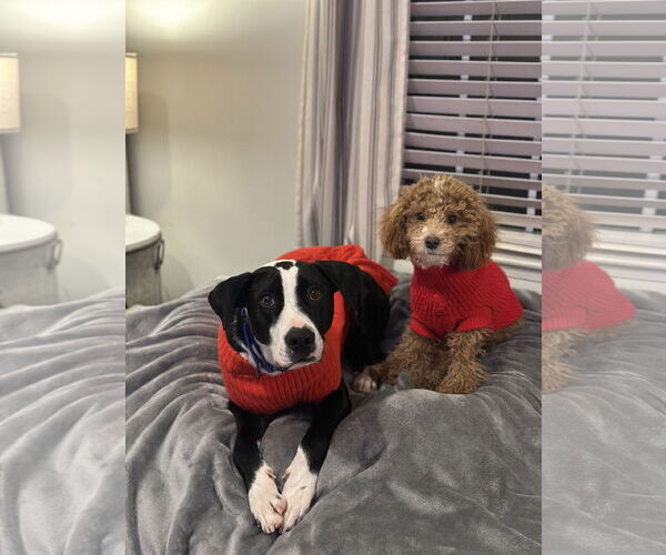 Medium Photo #7 Mutt Puppy For Sale in Rockaway, NJ, USA