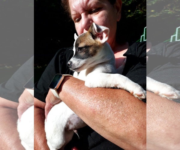 Medium Photo #3 Chihuahua-Unknown Mix Puppy For Sale in Arlington, WA, USA