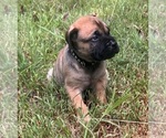 Small #14 Bullmastiff