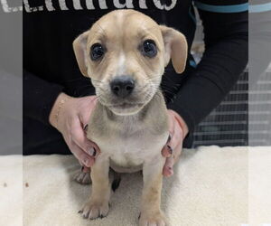 Chihuahua-Unknown Mix Dogs for adoption in Chico, CA, USA