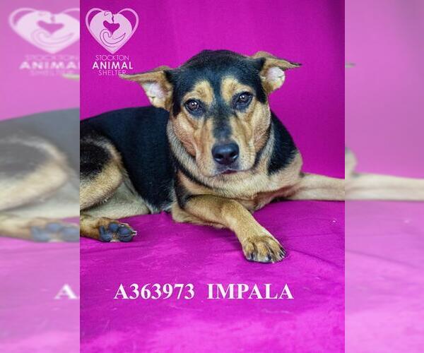 Medium Photo #2 German Shepherd Dog Puppy For Sale in Stockton, CA, USA