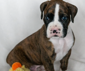 Medium Boxer