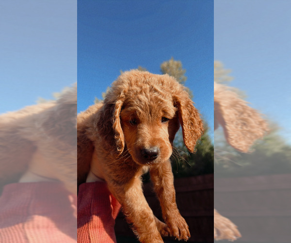 Medium Photo #6 Goldendoodle (Miniature) Puppy For Sale in DALLAS, OR, USA