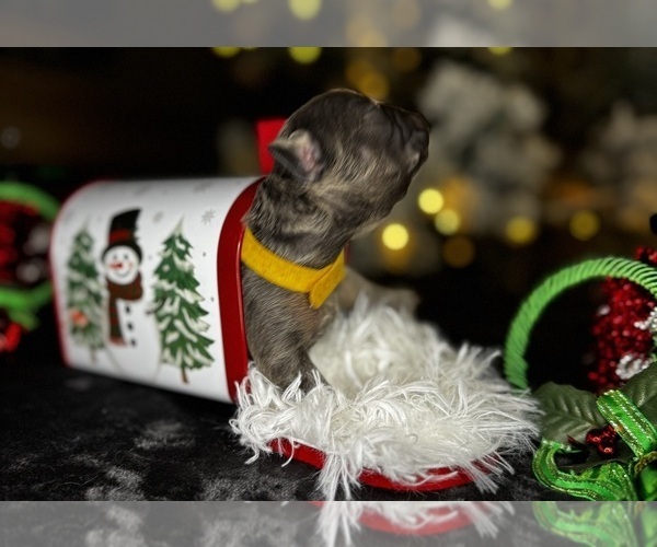 Medium Photo #3 French Bulldog Puppy For Sale in SPRINGFIELD, MO, USA