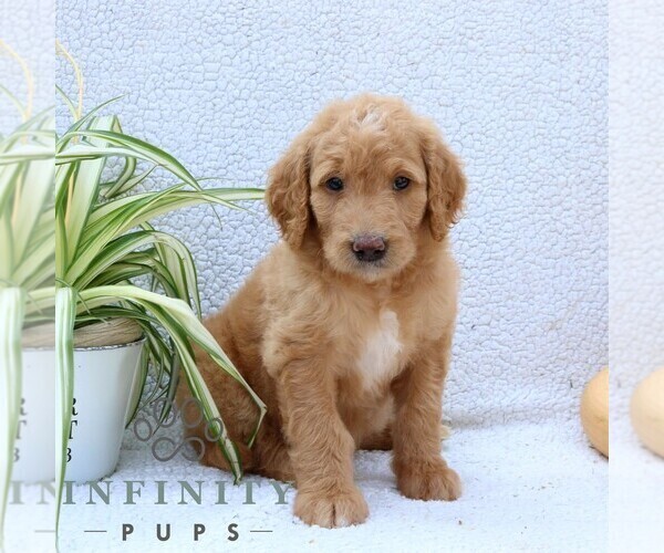 Medium Photo #5 Goldendoodle Puppy For Sale in NARVON, PA, USA