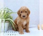 Small #4 Goldendoodle