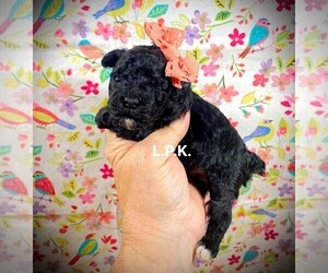 Poodle (Toy) Puppy for sale in WINNSBORO, LA, USA