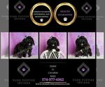 Small Photo #65 Cavapoo (Miniature) Puppy For Sale in WARSAW, IN, USA