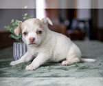 Puppy 1 Chihuahua