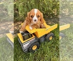 Small Cavalier King Charles Spaniel