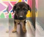 Small German Shepherd Dog