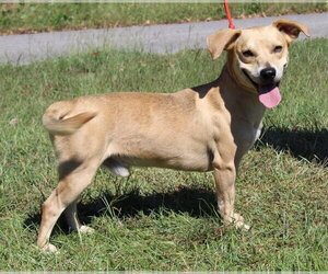 Tot 44392 - Male Basset Hound-Unknown Mix Dog for Adoption - Photo #2