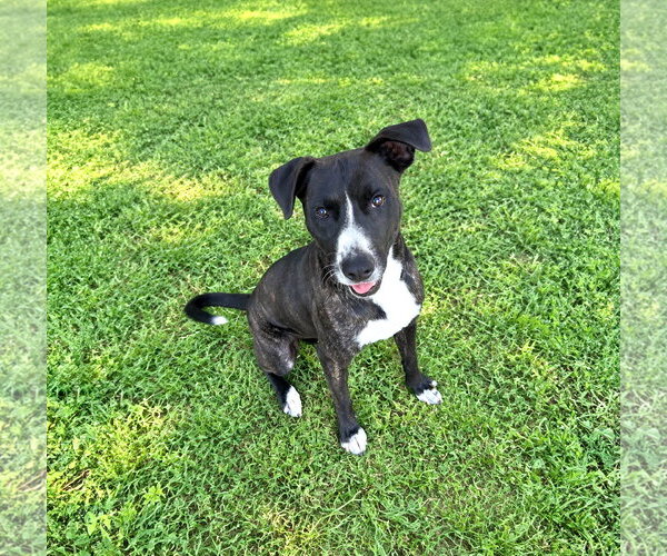 Medium Photo #7 Labrador Retriever-Unknown Mix Puppy For Sale in Unionville, PA, USA