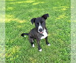 Small Photo #7 Labrador Retriever-Unknown Mix Puppy For Sale in Unionville, PA, USA