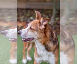 Pip Squeak - Female Beagle-Unknown Mix Dog for Adoption - Photo #5