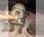 Small Photo #17 American Bully Puppy For Sale in CONCORD, CA, USA