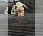 Small Photo #10 American Bully Puppy For Sale in PALM COAST, FL, USA