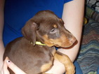 Small Photo #1 Doberman Pinscher Puppy For Sale in MEXICO, MO, USA