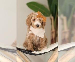 Goldendoodle Puppy for sale in JACKSONVILLE, FL, USA