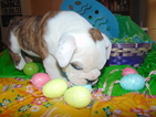 Small Photo #15 English Bulldogge Puppy For Sale in HAMILTON, OH, USA