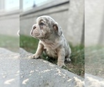 Small Photo #8 English Bulldog Puppy For Sale in UNIVERSAL CITY, CA, USA