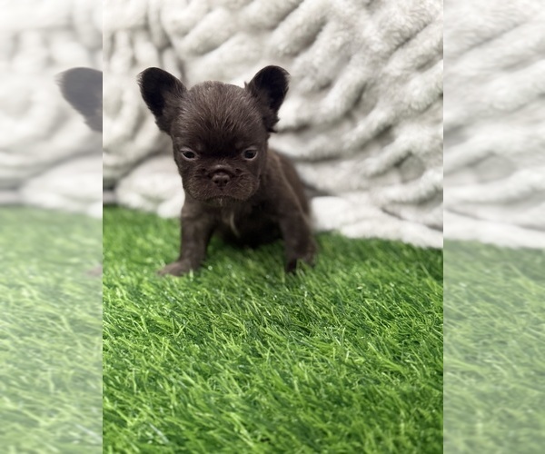 Medium Photo #4 French Bulldog Puppy For Sale in PORTSMOUTH, VA, USA