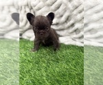 Small Photo #4 French Bulldog Puppy For Sale in PORTSMOUTH, VA, USA