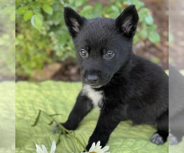 Medium Photo #3 Labrador Retriever-Unknown Mix Puppy For Sale in San Diego, CA, USA