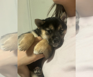Shiba Inu Puppy for sale in LOS ANGELES, CA, USA