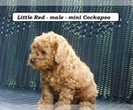 Small #2 Cock-A-Poo