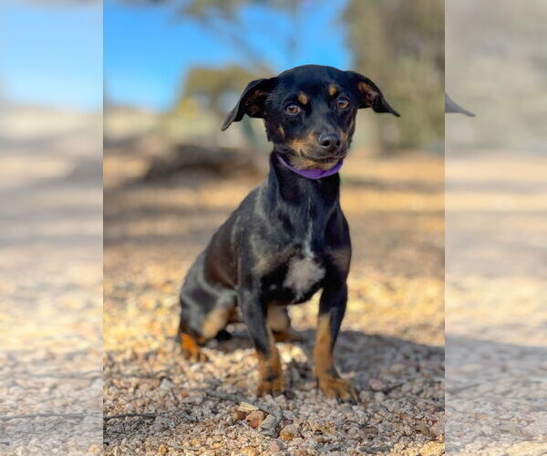Medium Photo #3 Doxie-Pin Puppy For Sale in PIPE CREEK, TX, USA