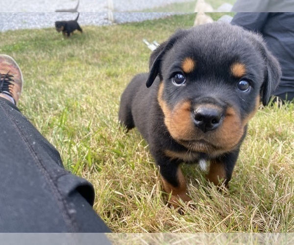 Medium Photo #9 Rottweiler Puppy For Sale in EAST CANTON, OH, USA