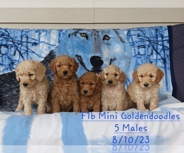 Medium Photo #1 Goldendoodle (Miniature) Puppy For Sale in TOPEKA, IN, USA
